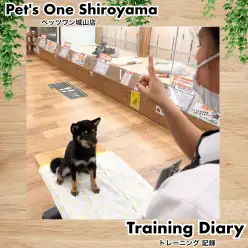 【 城山トレーニングダイアリー 】豆柴ちゃんのお迎え前トレーニング