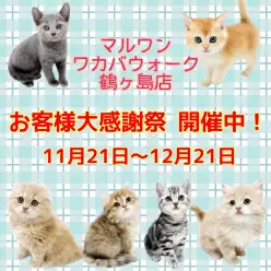 【 お知らせ 】お客様大感謝祭開催中！マルワンワカバウォーク鶴ヶ島店の子猫紹介