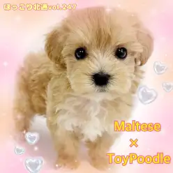 【 ほっこり北通vol.247 】大人気のMIX犬！マルプーの女の子入店！