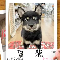 【 豆柴 】 城山っ子成長報告！2025年11月29日