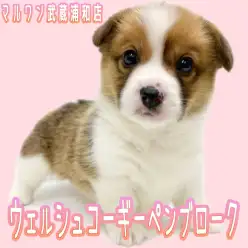 【 ウェルシュコーギーペンブローク 】大人気レッド&ホワイトカラーの女の子