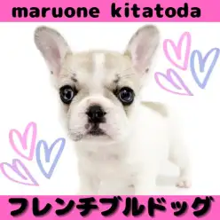 【 フレンチブルドック 】愛嬌たっぷりのお顔立ちに注目!パイドカラーのお姫様入店