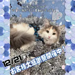 【 お知らせ 】お客様大感謝祭開催中!高井戸店のワンちゃんネコちゃんをご紹介!