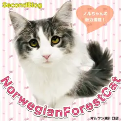 【 ノルウェージャンフォレストキャット 】穏やかな美少女猫!心ときめく魅力開花中
