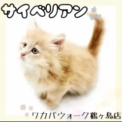 【 サイベリアン 】抱っこ大好き！美しさと甘えん坊のギャップ萌え美猫ちゃん