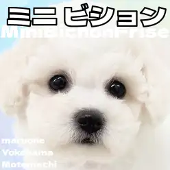 【 ビションフリーゼ 】今大注目！ミニビションが横浜元町店に電撃入店！