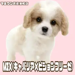 【 キャバション 】キャバリアとビションの希少なMIX！甘えん坊な男の子