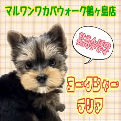 【 ヨークシャーテリア 】お迎えが初めてでも安心!人懐っこい女の子