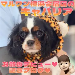 【 キャバリア 】初めてのお洋服とお散歩デビュー初日に密着！最新動画を大公開！