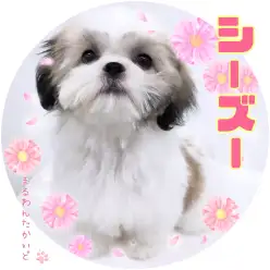 【 シーズー 】最強バランスの可愛いお顔と穏やかな性格をもった女の子！