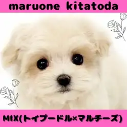 【 MIX 】一目惚れ注意！最上級の可愛さ誇るプーマルの女の子入店！