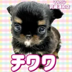 【 チワワ 】ブラックタン＆ホワイトの小さめサイズの女の子が埼玉浦和に登場