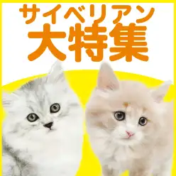 【 サイベリアン特集 】12/11現在在店中のゴージャスにゃんこ!最新動画付き!