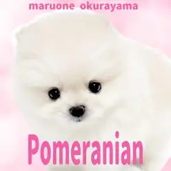 【 ポメラニアン 】後ろ姿にも恋しちゃう!ぬいぐるみ感満載のクリームポメ!