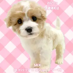 【 キャバション 】キャバリアとビションの希少なMIX!甘えん坊な女の子
