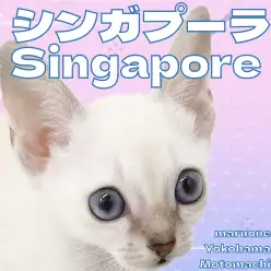 【 シンガプーラ 】横浜元町店に青い瞳の妖精がやってきた！