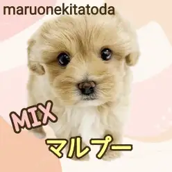 【 MIXマルプー 】マイペースで甘えん坊なおっとり癒し系わんこ登場!