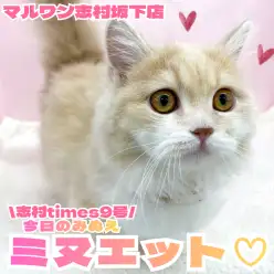 【 ミヌエット 】ミヌエットちゃんの日常紹介！おっとりマイペースな短足にゃんこ！