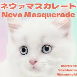【 ネヴァマスカレード 】幻想的な青い瞳の仮面猫がマルワン横浜元町店に登場です!