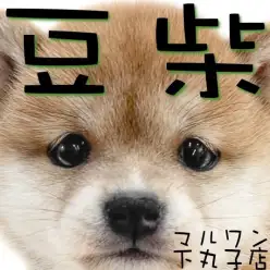 【 豆柴 】手乗りサイズの日本犬!永遠の子犬感が可愛イイまめしばが大田区にキタ!