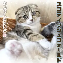 【 スコティッシュフォールド 】垂れ耳＆丸顔が可愛い男の子は穏やかな性格の持ち主