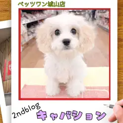 【 MIX 】キャバションの城山っ子成長報告!2025年12月10日