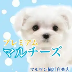 【 マルチーズ 】生後2ヶ月で500g！初めてでも安心の穏やかな女の子！