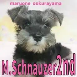 【 シュナウザー 】育てやすい子に成長中！シュナ子のトレーニング進捗状況！