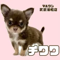 【 チワワ 】小さめサイズの可愛いチョコレート＆タンの女の子が埼玉浦和に登場