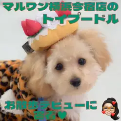 【 トイプードル 】生後5ヶ月体重1.6kg！初めてのお散歩デビュー記念ブログ！