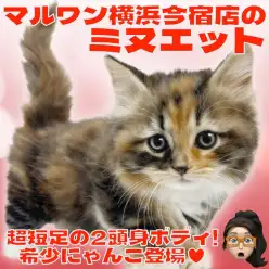 【 ミヌエット 】超短足の癒し系!ジュエリーカラーの甘えん坊な女の子!