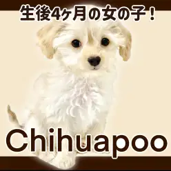【 チワプー 】健やかで聡明に成長中!生後4ヶ月のチワプーちゃん!