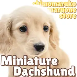 【 ミニチュアダックスフント 】母性本能くすぐる感情表現豊かなイエローの女の子！