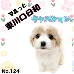 【 マルっと東川口日和No.124 】静かに心をつかむ存在、穏やかキャバションボーイ