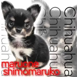 【 チワワ 】愛情はBIG!優しく甘えん坊なブラックタン&ホワイトの女の子!