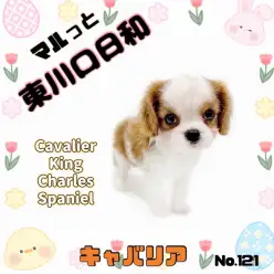 【 マルっと東川口日和No.121 】ブレンハイムの女王、キャバリアが登場！