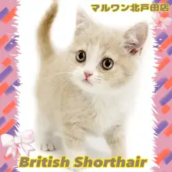【 ブリティッシュショートヘア 】瞳もお顔もまん丸で気品高いニャンコさま降臨！
