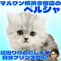 【 ペルシャ 】チンチラシルバーの困り顔がクセになる！超癒し系な男の子！