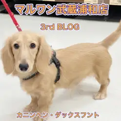 【 カニンヘン・ダックスフント 】垂れ目が癒し効果抜群な生後6ヶ月の男の子