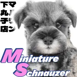 【 ミニチュアシュナウザー 】凛とした佇まいと穏やかな性格のギャップに大注目!
