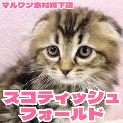 【 スコティッシュフォールド 】心が和む真ん丸シルエット!スコちゃんをご紹介!