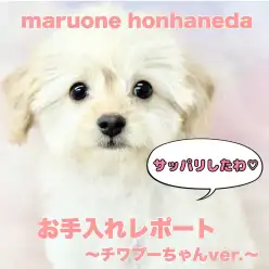 【 MIX 】ママ似のチワプーちゃん！お手入れ慣れが抜群な女の子に成長中！