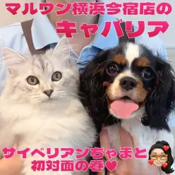 【 キャバリア 】マルチペットライフのパートナーに最適!猫ちゃんとも遊べるわんこ