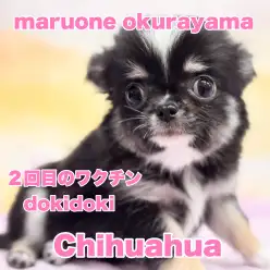 【 チワワ 】仲間入りして1ヶ月！トレーニングマスターの小柄なレディに成長中！