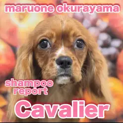 【 キャバリア 】トレーニングは星5つ!友好的な性格と賢さはピカイチ!