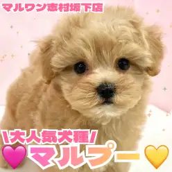 【 MIX 】不動の人気を誇るマルプーの男の子がマルワン志村坂下店に登場!