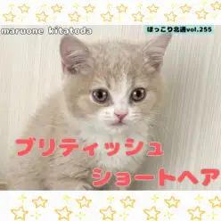 【 ほっこり北通vol.255 】丸顔の癒し系プリンス!ブリティッシュくん入店!