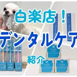 【 トリミング 】愛犬の歯磨きならお任せ！デンタル＆グッズ紹介！