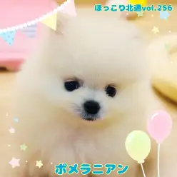 【 ほっこり北通vol.256 】 ちっちゃな白い綿あめポメラニアンちゃんはお目目がくりくり！