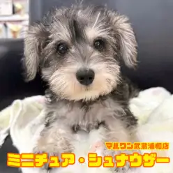 【 ミニチュア・シュナウザー 】抜け毛が少ないソルト&ペッパーの女の子!